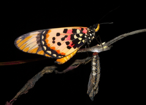 Large Spotted Acraea