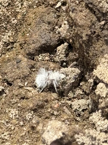 Thistledown Velvet Ant