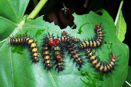 Large Spotted Acraea