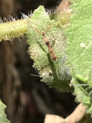 Bactrodes spinulosus