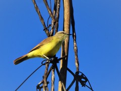 Machetornis rixosa