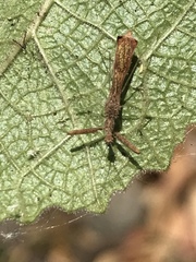 Bactrodes spinulosus
