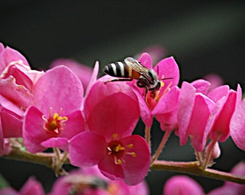 Red Dwarf Honey Bee