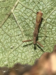 Bactrodes spinulosus