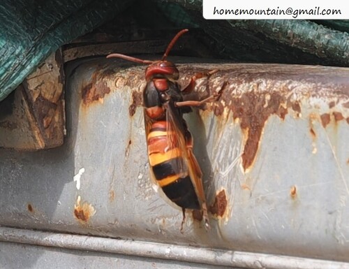Black-tailed Hornet