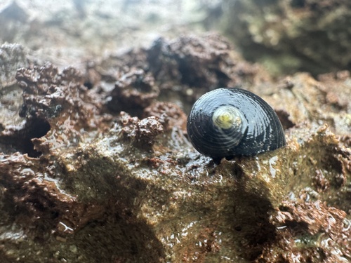 Nerita picea observed 2026-09-06