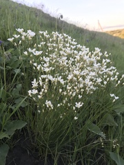 Eremogone procera