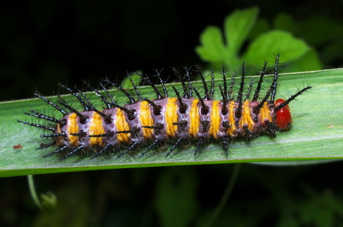 Large Spotted Acraea