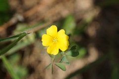Oxalis texana