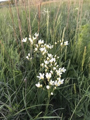 Eremogone procera