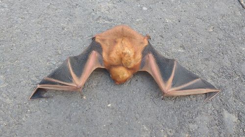 Southern red bat
