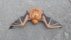 Lasiurus blossevillii