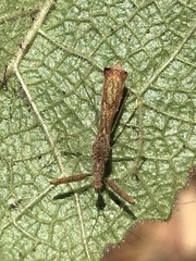 Bactrodes spinulosus