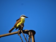 Pitangus sulphuratus