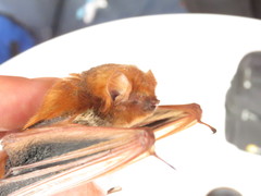 Lasiurus blossevillii