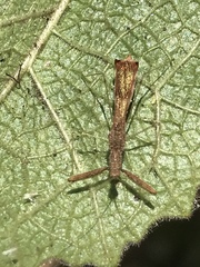 Bactrodes spinulosus