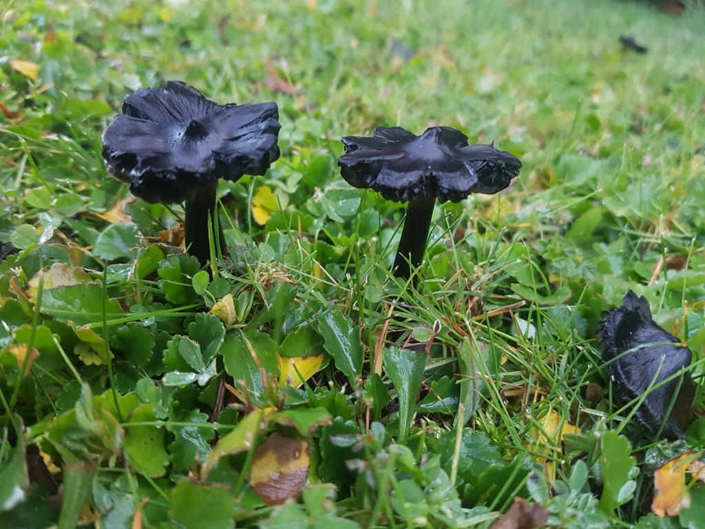 Hygrocybe conica · May 2020 · photo: © paulazermoglio (iNaturalist, cc0)