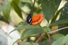 Heliconius sara fulgidus