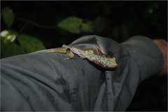 Pulchriphyllium giganteum