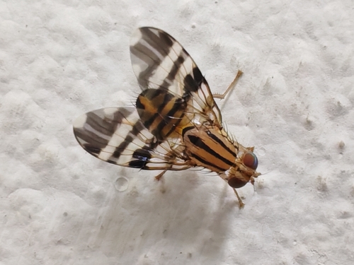Taeniostola vittigera