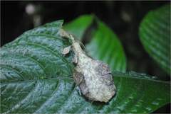 Pulchriphyllium giganteum