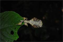 Pulchriphyllium giganteum