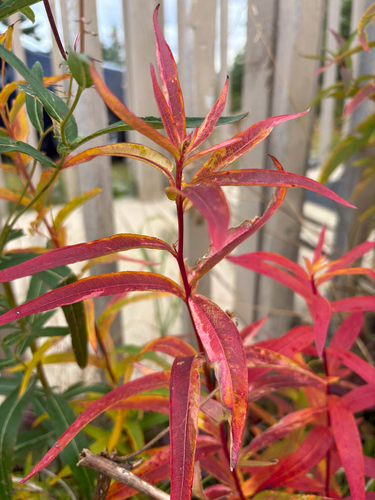 fireweed
