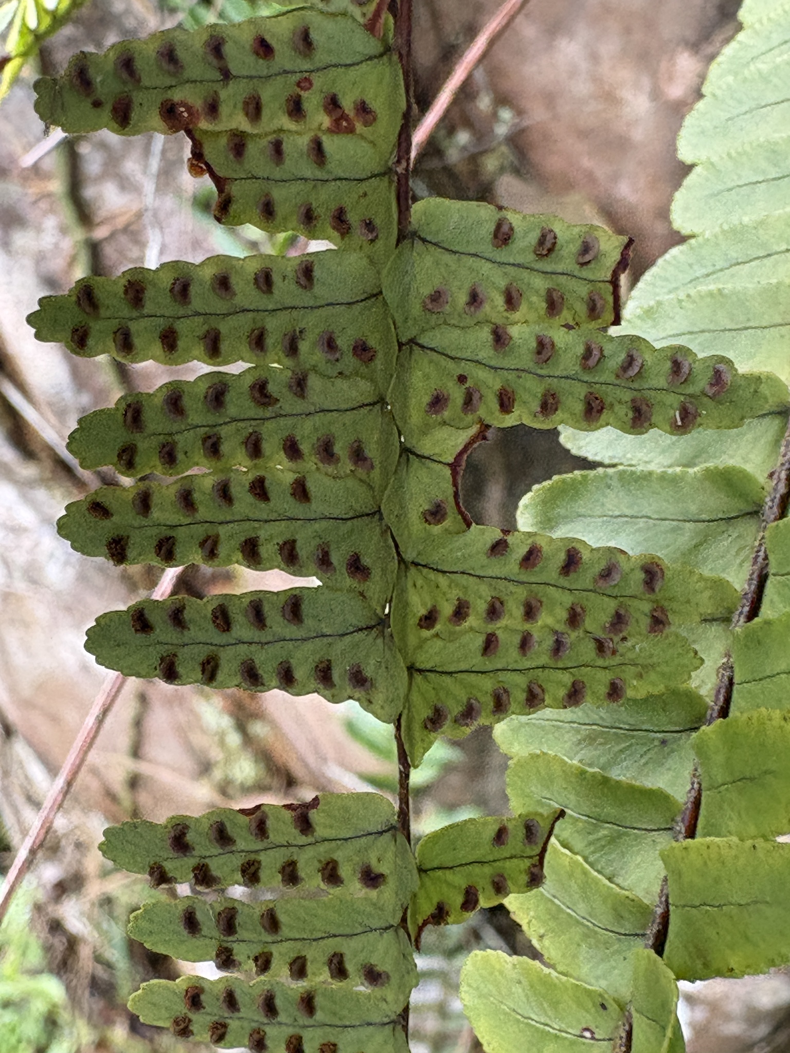 Nephrolepis cordifolia (Nephrolepis cordifolia)