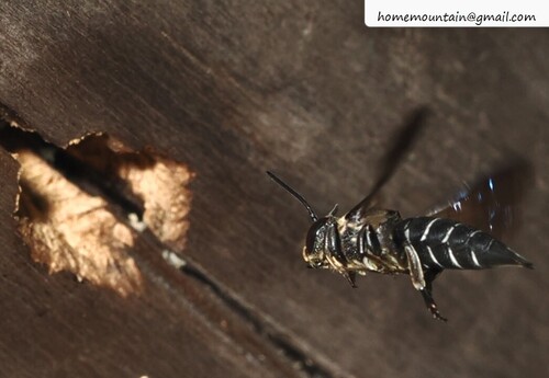 Coelioxys fenestratus