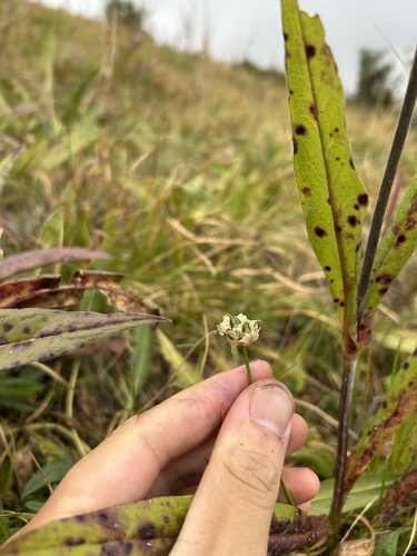 Allium ochroleucum