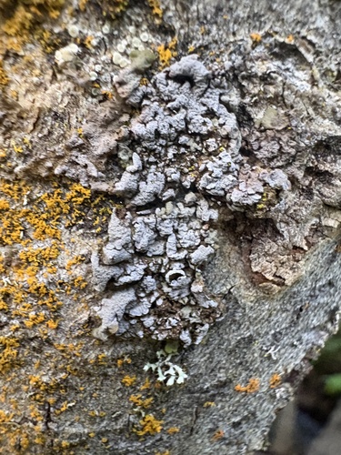 Frosted Rosette Lichen