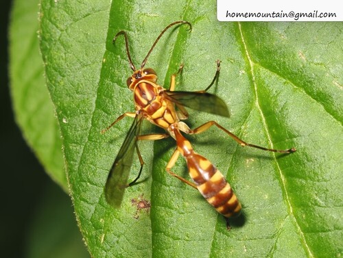 Parapolybia varia