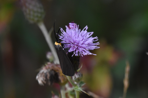 Yellow-collared Scape Moth