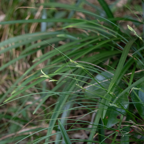 Shiny-spike sedge