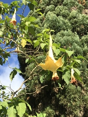 Brugmansia arborea