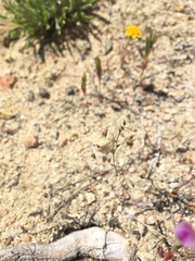 Nemacladus secundiflorus robbinsii