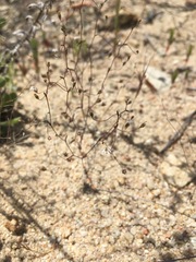 Nemacladus secundiflorus robbinsii