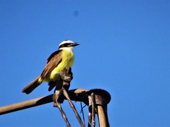 Pitangus sulphuratus