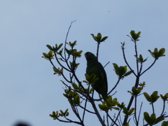 Amazona autumnalis salvini
