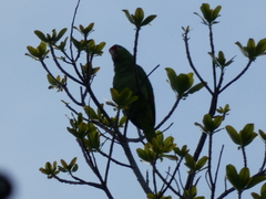 Amazona autumnalis salvini
