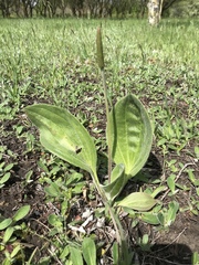 Plantago maxima