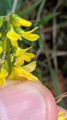 Melilotus altissimus