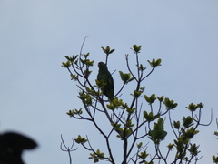Amazona autumnalis salvini