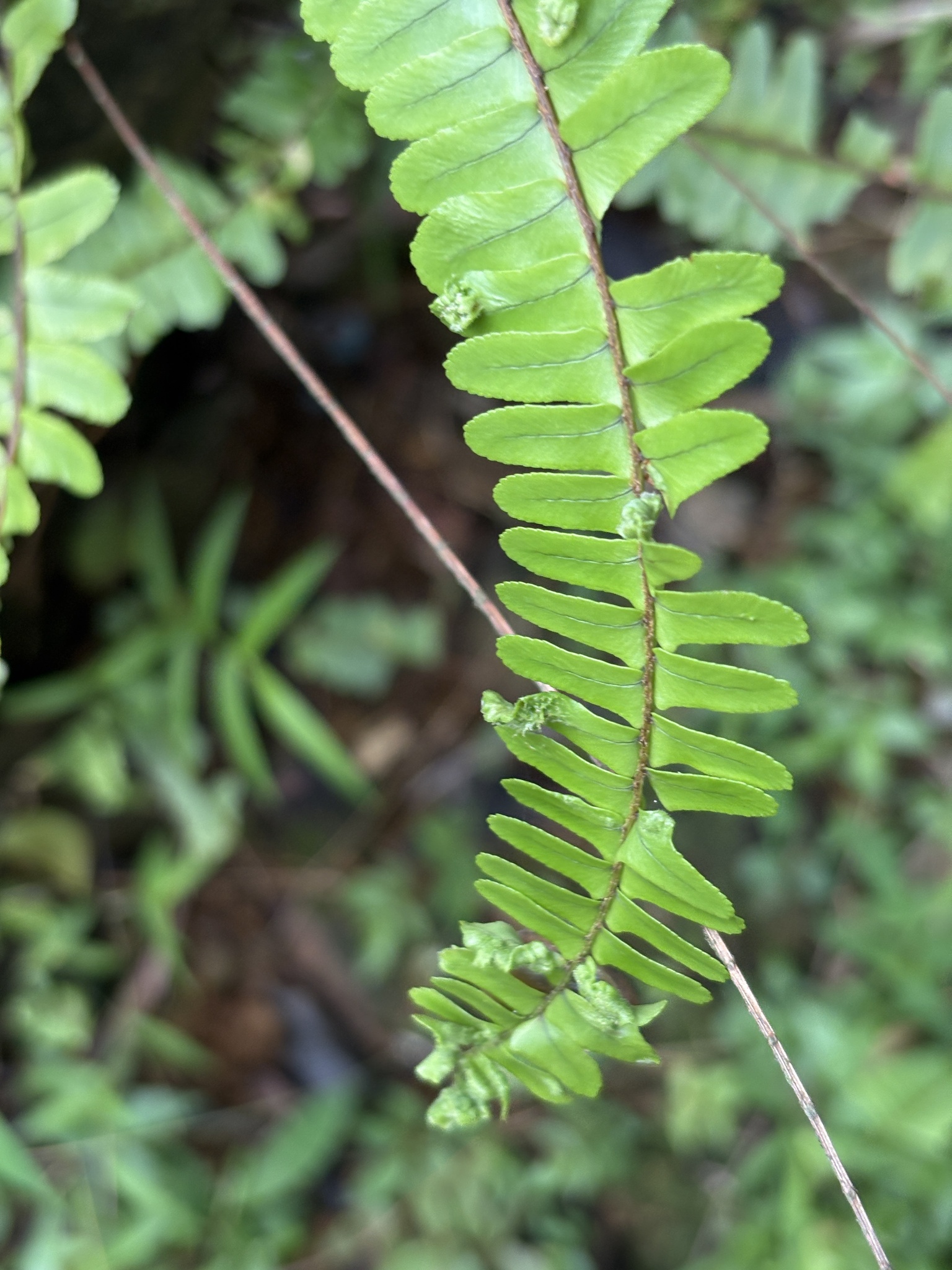 Nephrolepis cordifolia — ảnh 2