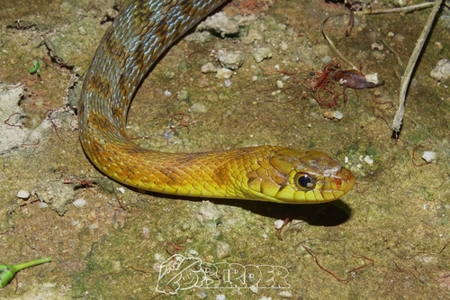 Buff Striped Keelback