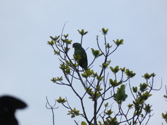 Amazona autumnalis salvini