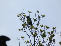 Amazona autumnalis salvini