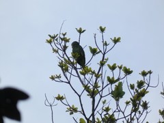 Amazona autumnalis salvini