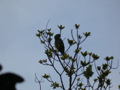Amazona autumnalis salvini
