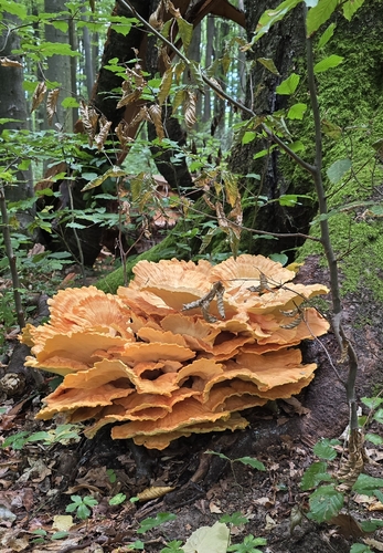 chicken of the woods